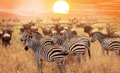 Capture Safari Moments with 10% Off